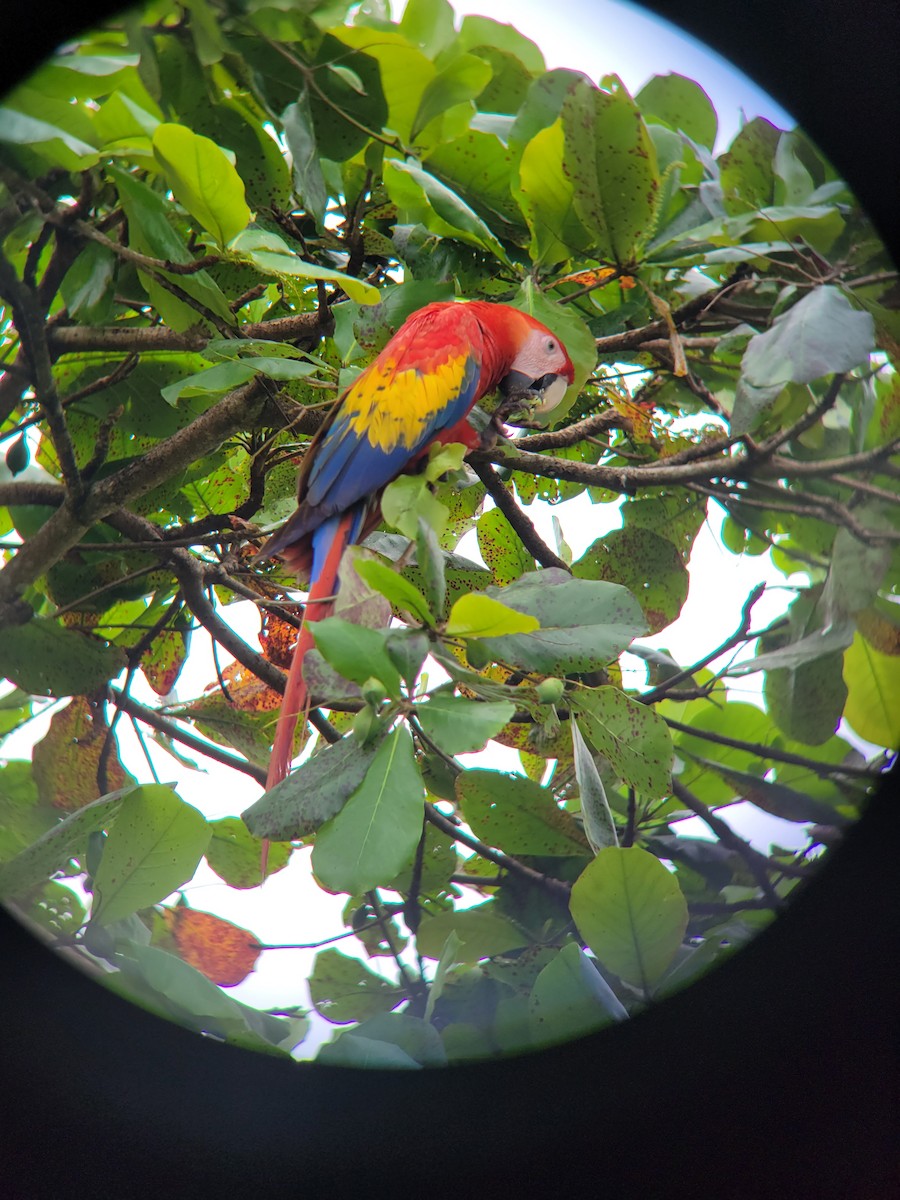 Scarlet Macaw - ML513330671