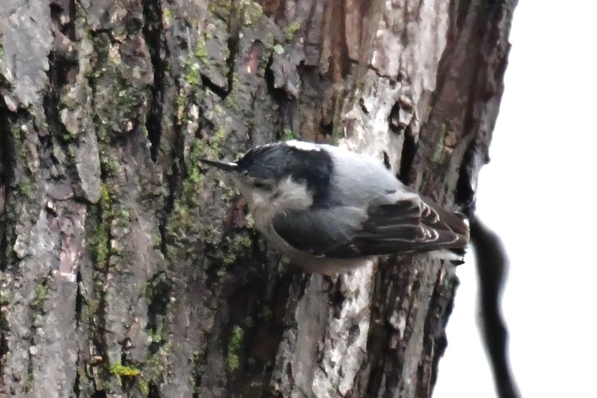 White-breasted Nuthatch - ML513331321