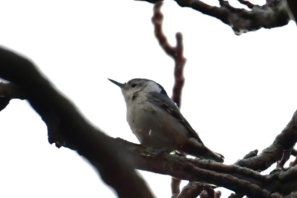 White-breasted Nuthatch - ML513331331