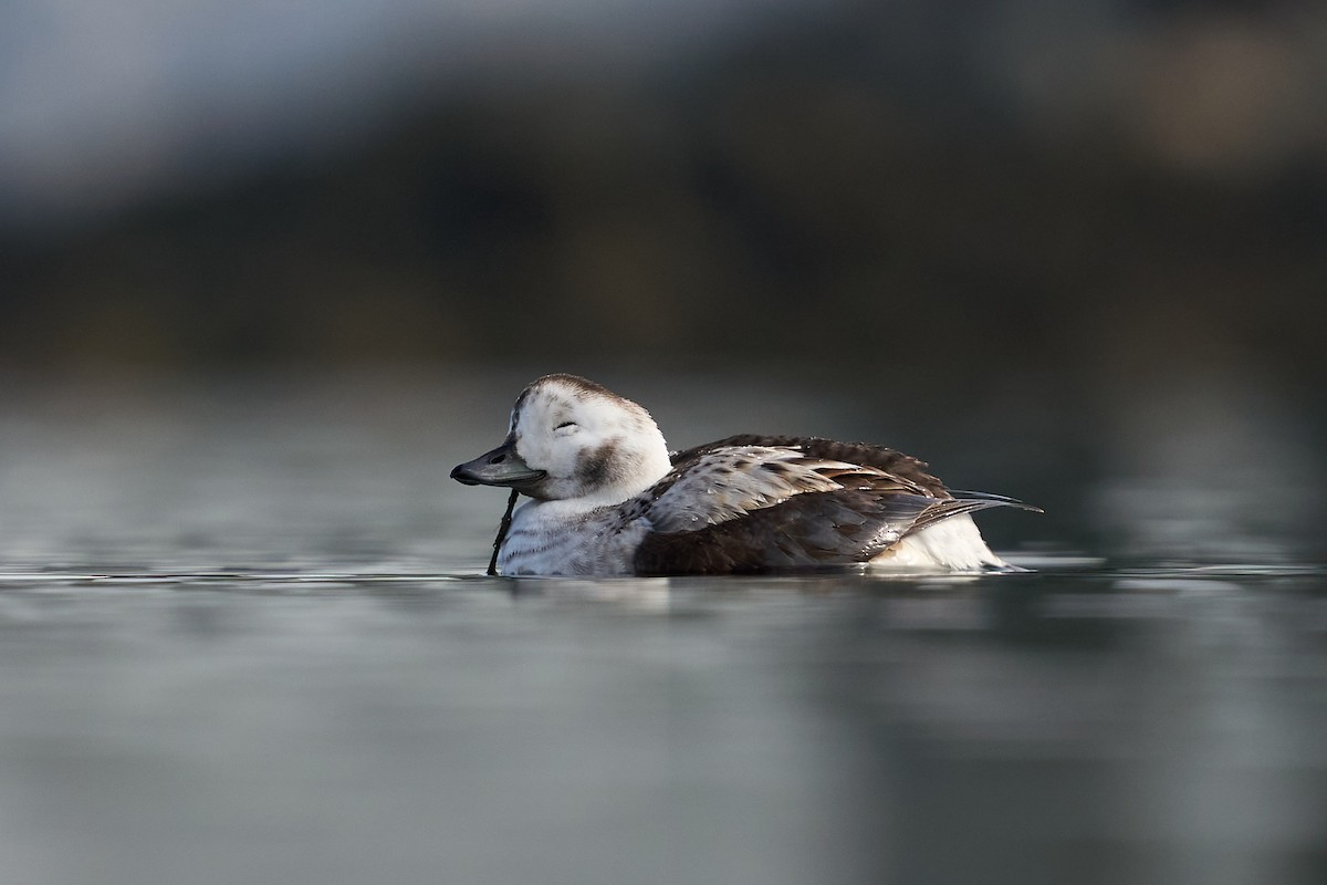 Long-tailed Duck - Jonathan Casanova