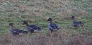 Taiga Bean-Goose, ML513339281