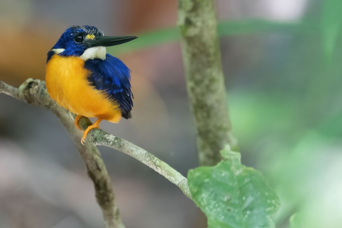 Papuan Dwarf-Kingfisher - Lev Frid