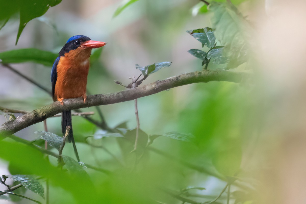 Red-breasted Paradise-Kingfisher - Lev Frid