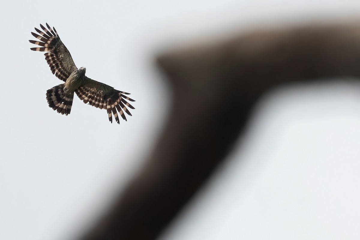 Long-tailed Honey-buzzard - Lev Frid