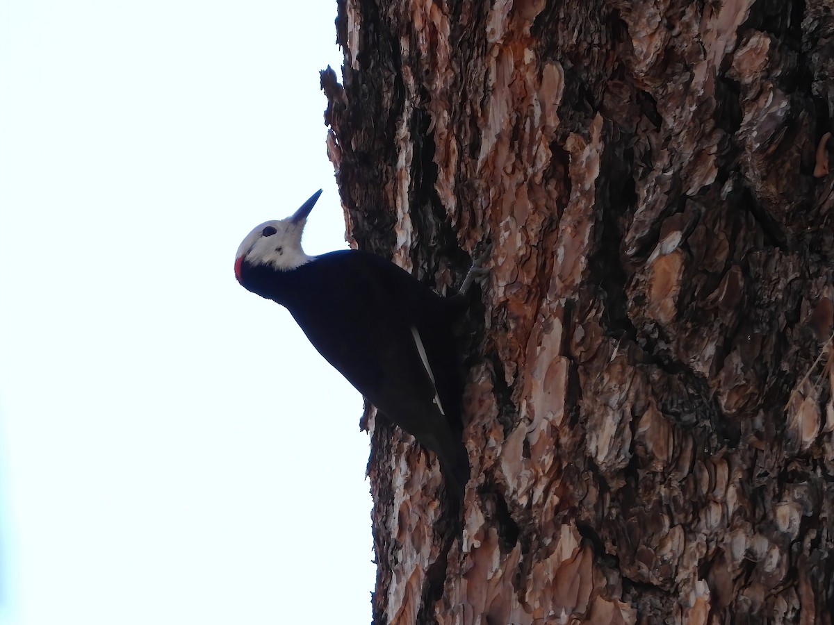 White-headed Woodpecker - Sharla Meester