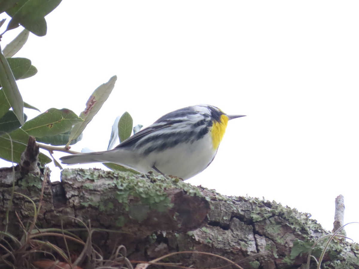 Yellow-throated Warbler - ML513365041