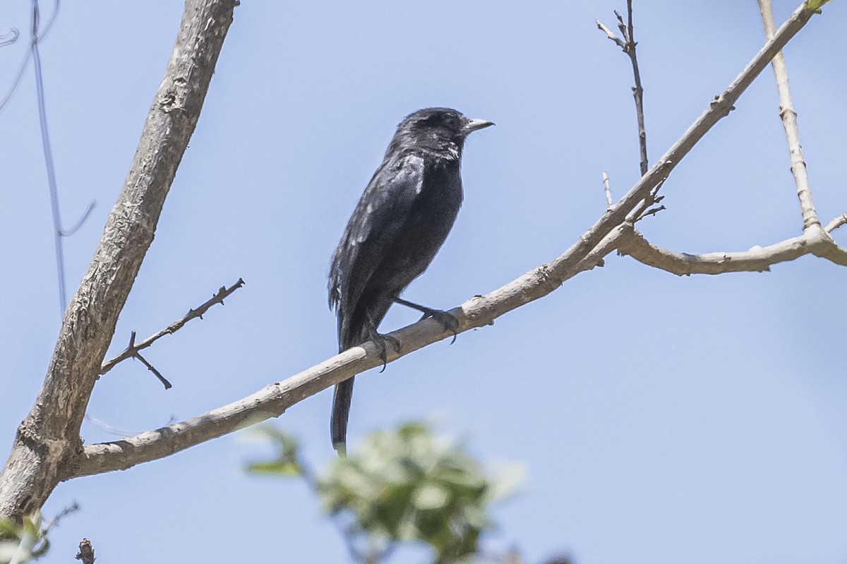 White-winged Black-Tyrant (White-winged) - Amed Hernández