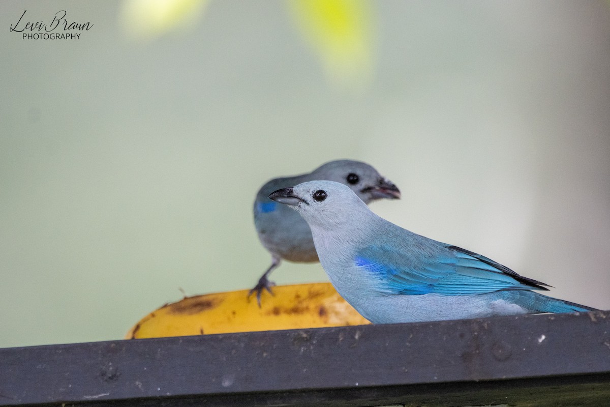 Blue-gray Tanager - ML513369671