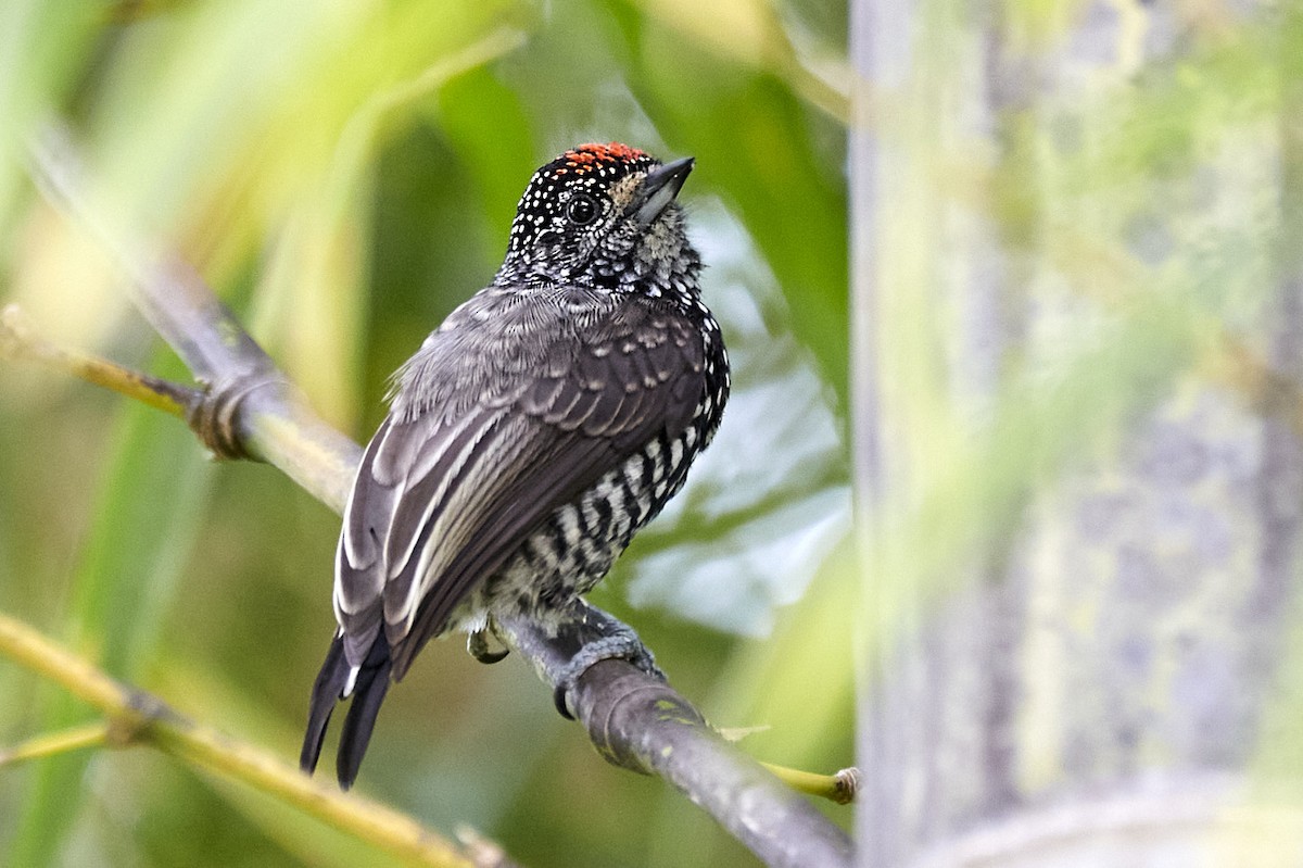 Speckle-chested Piculet - ML513370081