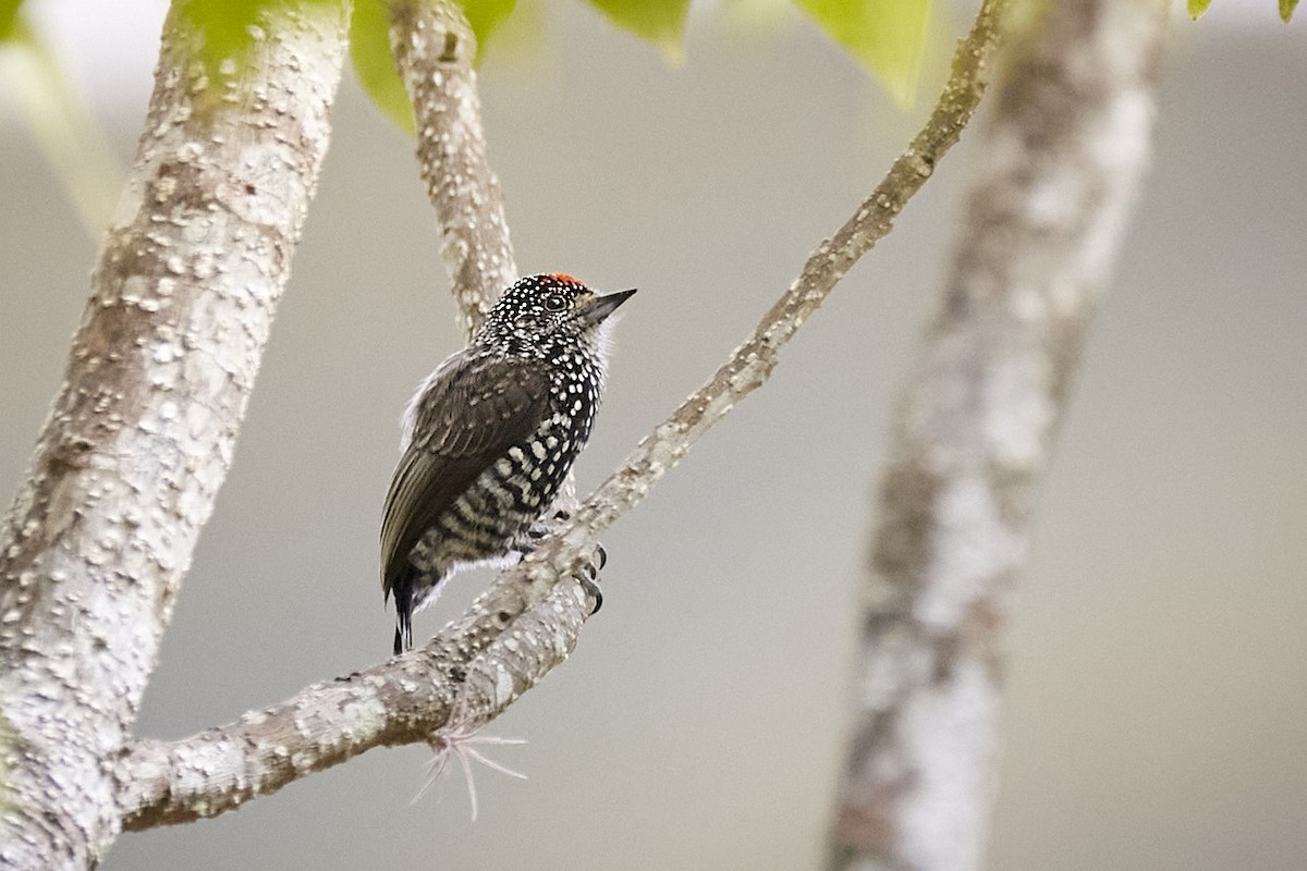Speckle-chested Piculet - ML513370091