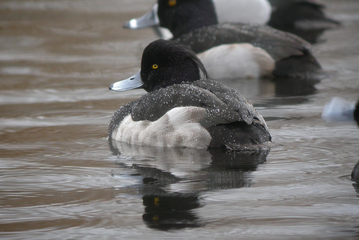 Tufted Duck - ML51337031