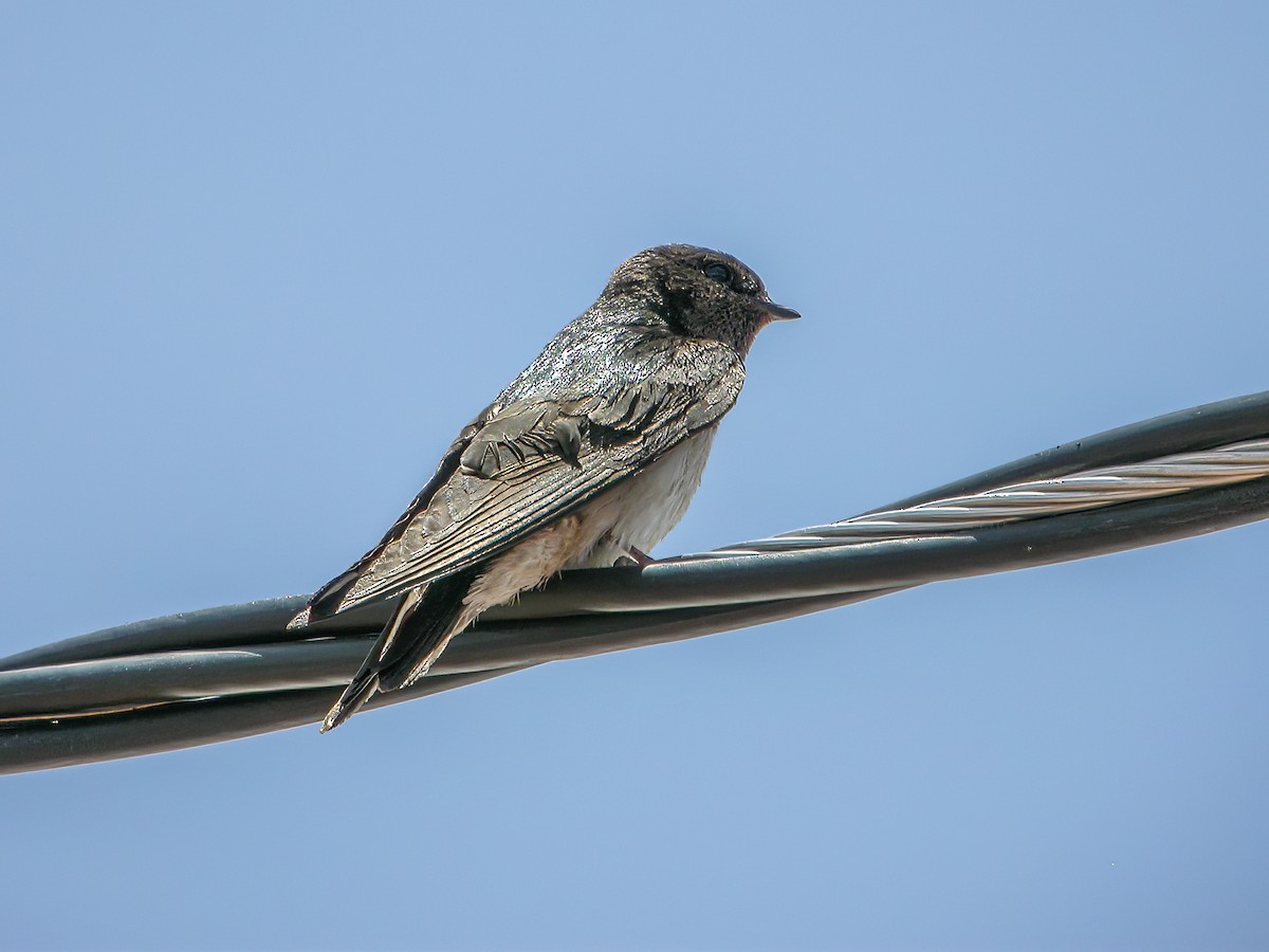 Andean Swallow - ML513370351