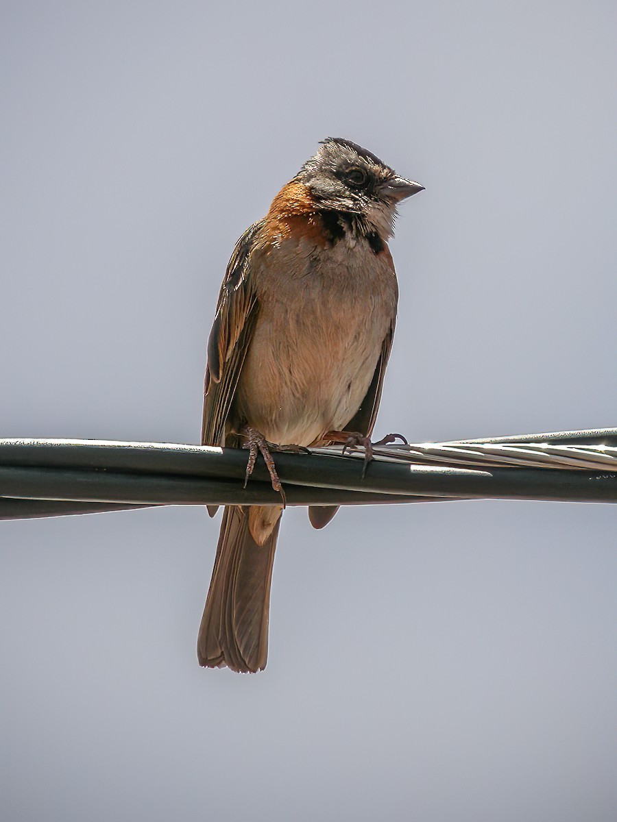 Rufous-collared Sparrow - ML513370861