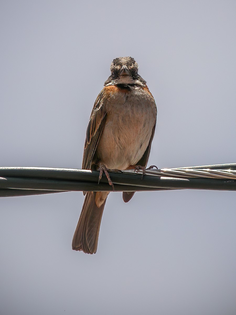 Rufous-collared Sparrow - ML513370901