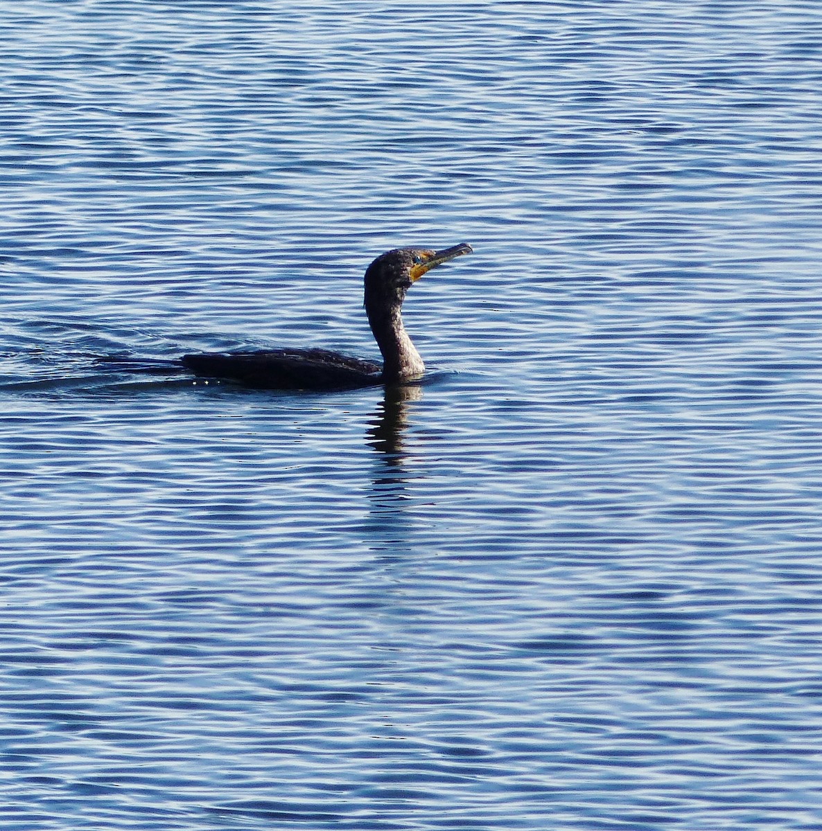 Double-crested Cormorant - Becky Spence