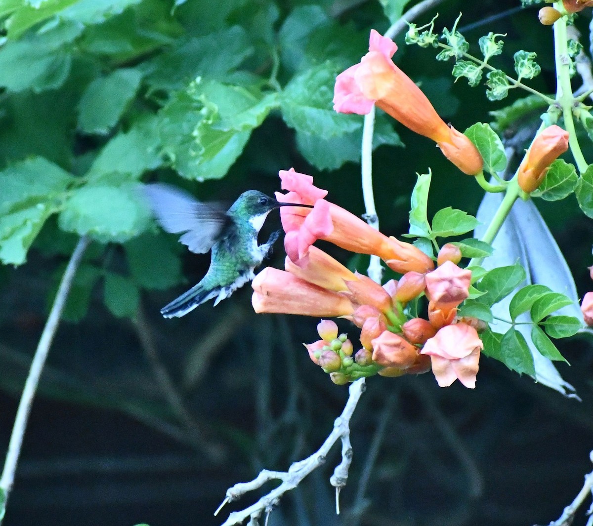 White-throated Hummingbird - Hugo Valderrey