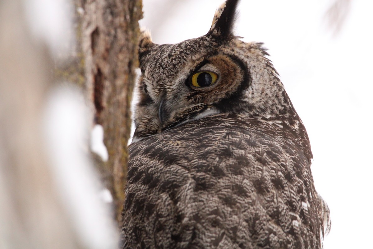 Great Horned Owl - ML513386211