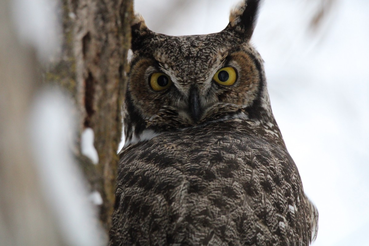 Great Horned Owl - ML513386221