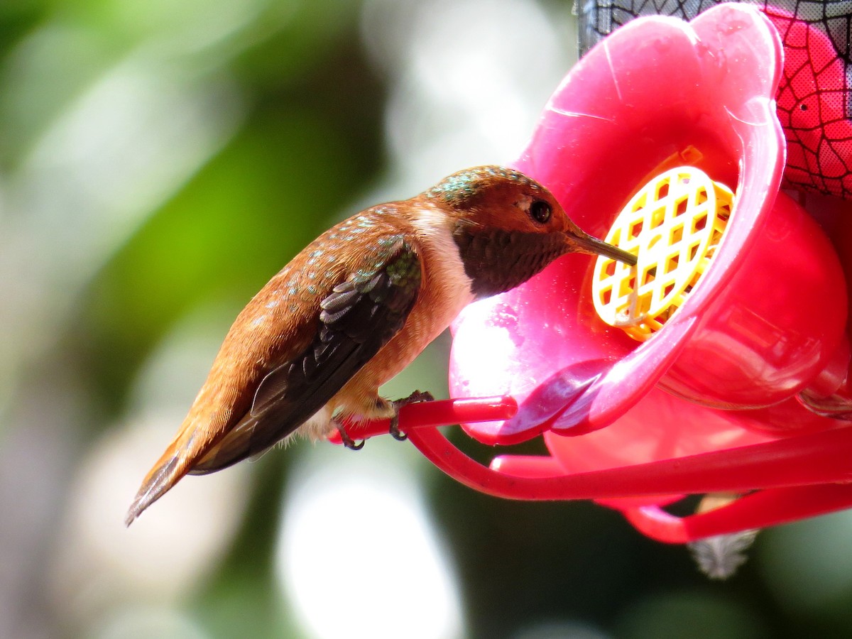 Rufous Hummingbird - WS Barbour