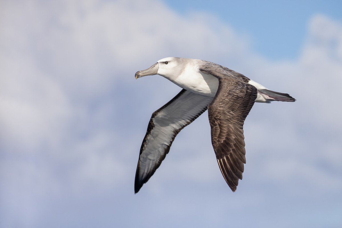 White-capped Albatross - ML513388291