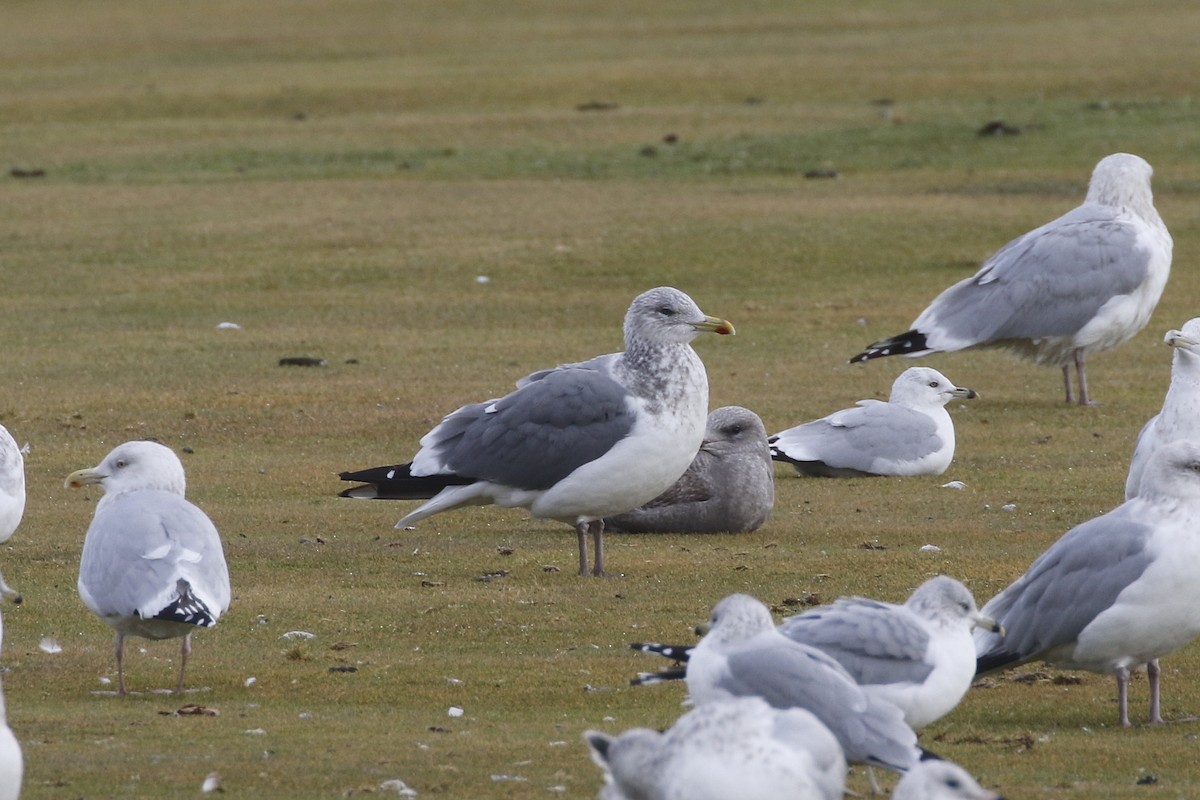 ML513395951 - Herring Gull (Vega) - Macaulay Library