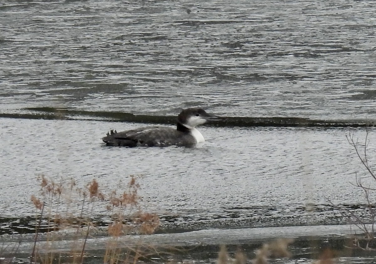eBird Checklist 15 Dec 2022 Milk Can Corners Wetland 1 species