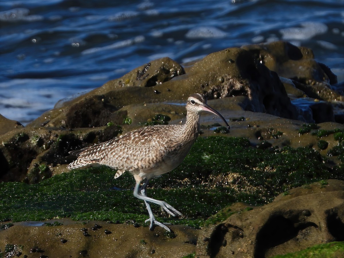 Whimbrel - Sharla Meester