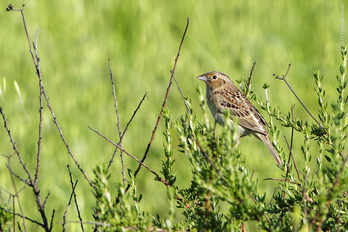 Grasshopper Sparrow - Chris Morrison