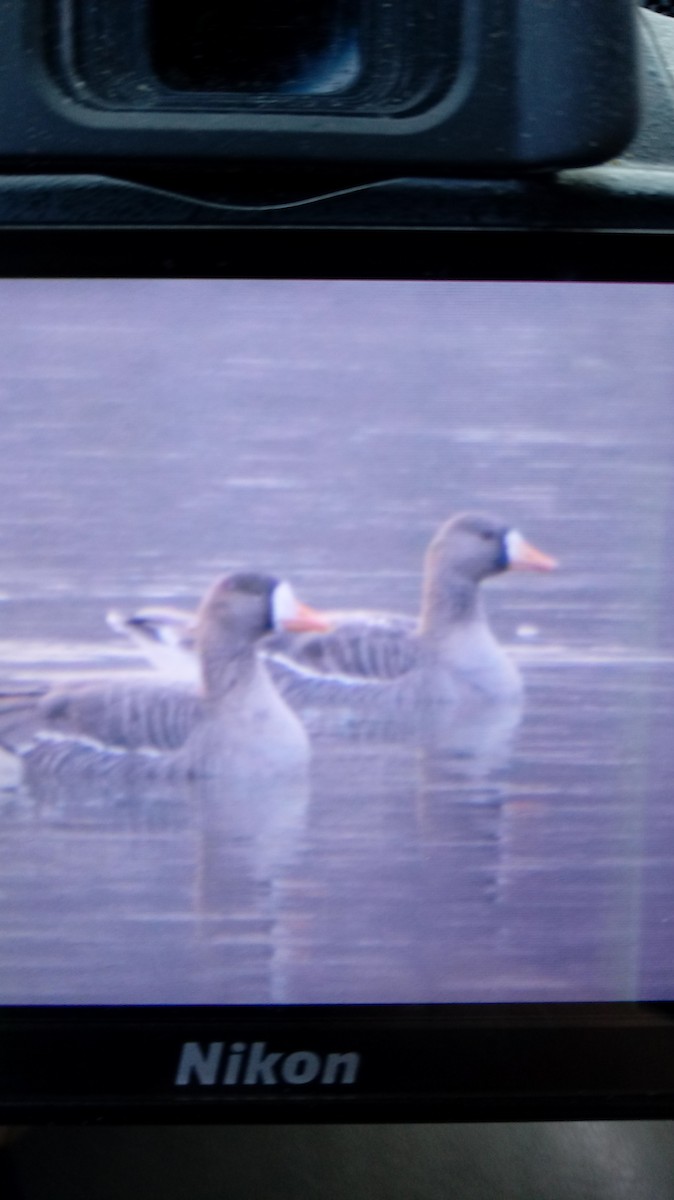 Greater White-fronted Goose - Ronnie Clark
