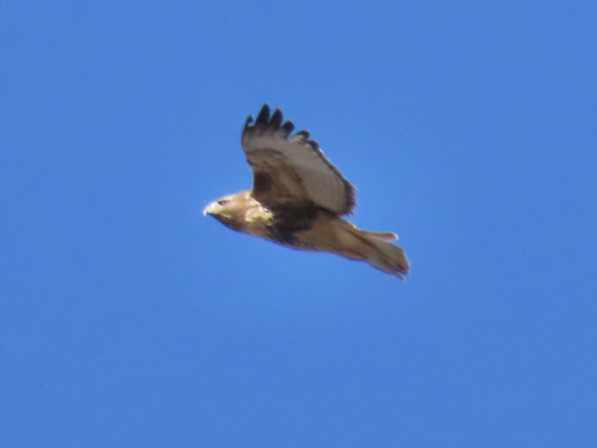 Red-tailed Hawk (abieticola) - ML513411591