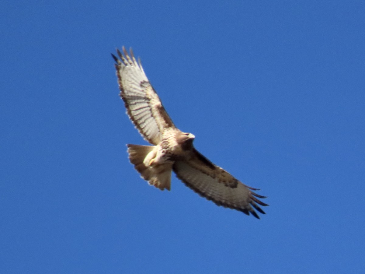 Red-tailed Hawk (abieticola) - Alan  Troyer
