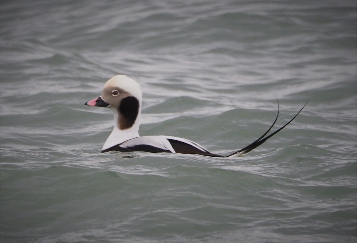 Long-tailed Duck - ML513412331