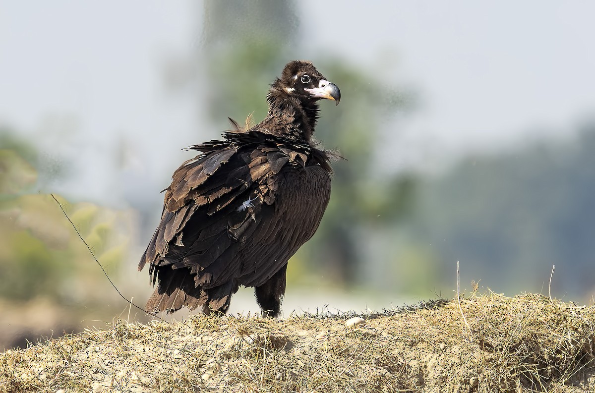 Cinereous Vulture - Parmil Kumar