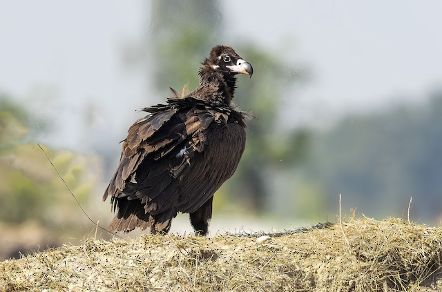 Cinereous Vulture (<em>Aegypius monachus</em>).&nbsp; - Cinereous Vulture - 