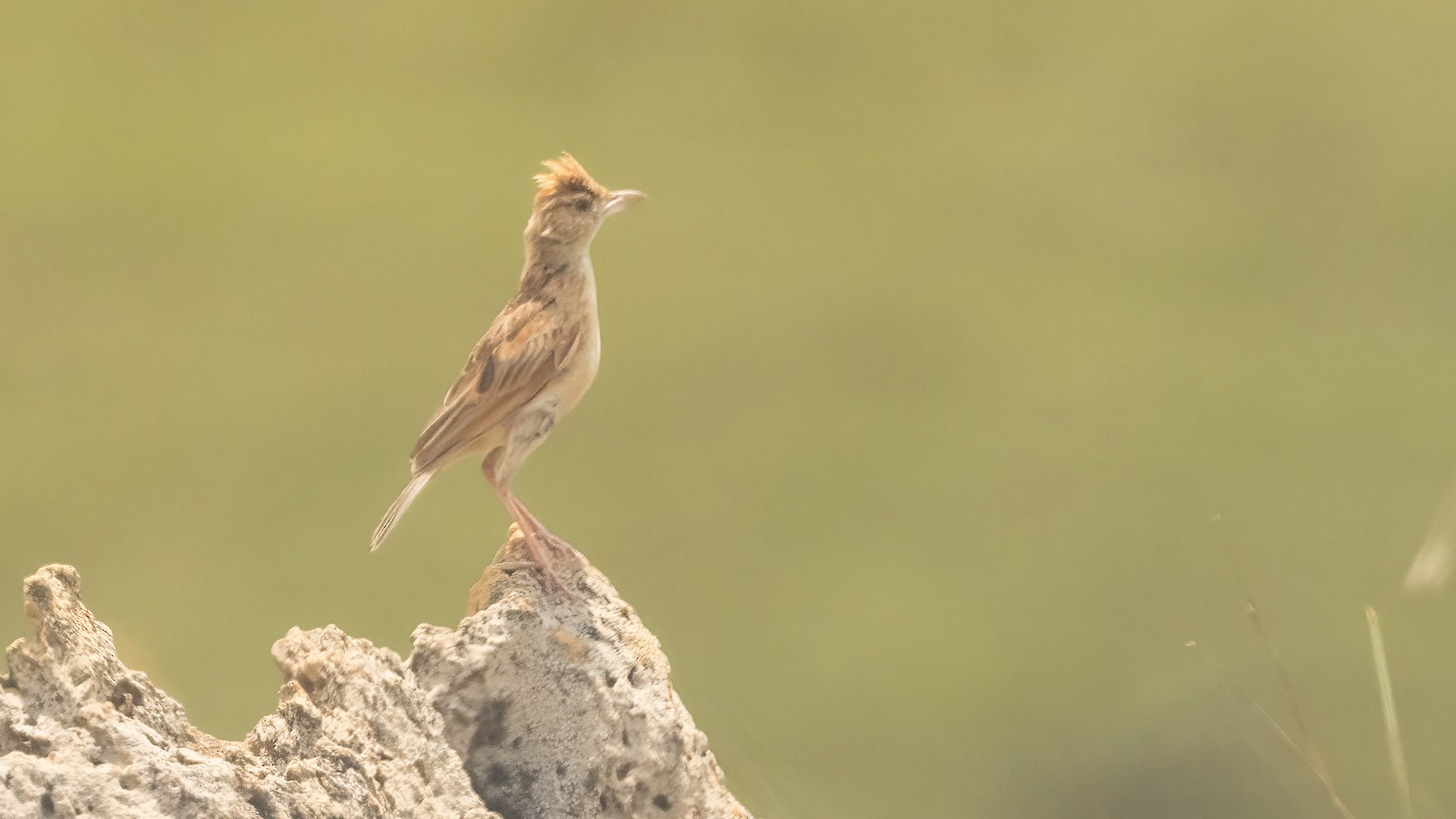Alondra Nuquirrufa (malbranti) - eBird