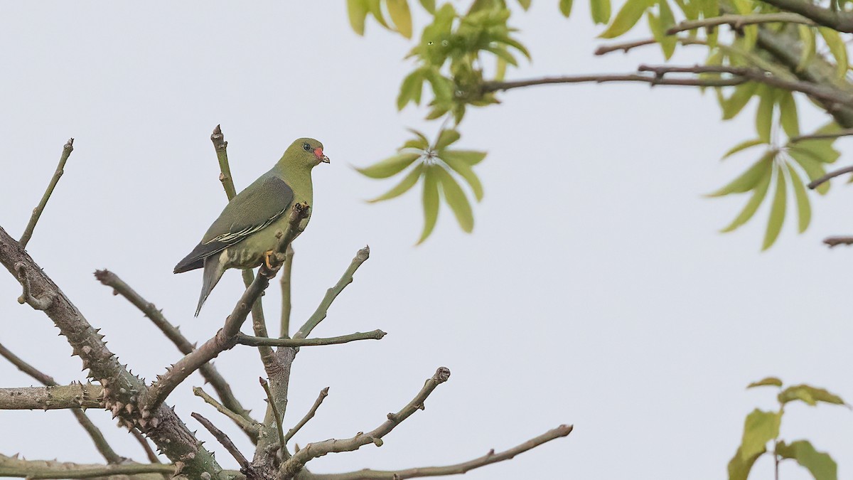 Африканский зелёный голубь [группа calvus] - ML513422781