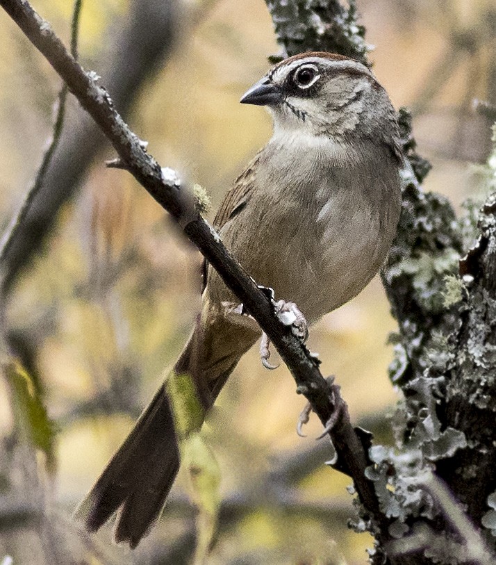 Oaxaca Sparrow - ML51342321