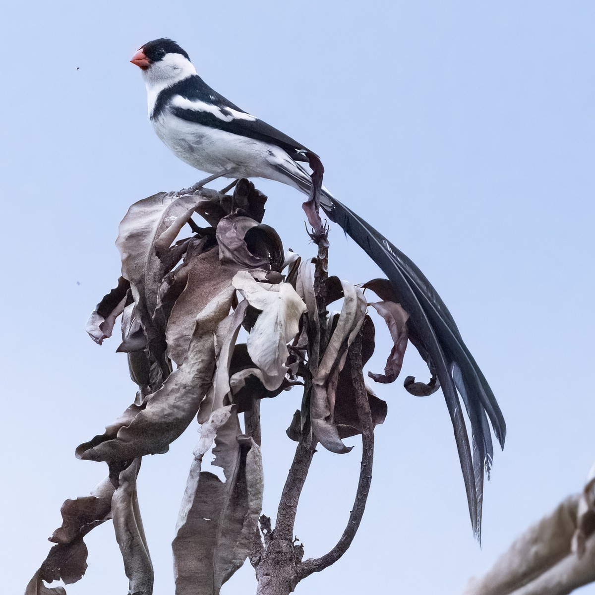 Pin-tailed Whydah - ML513423221