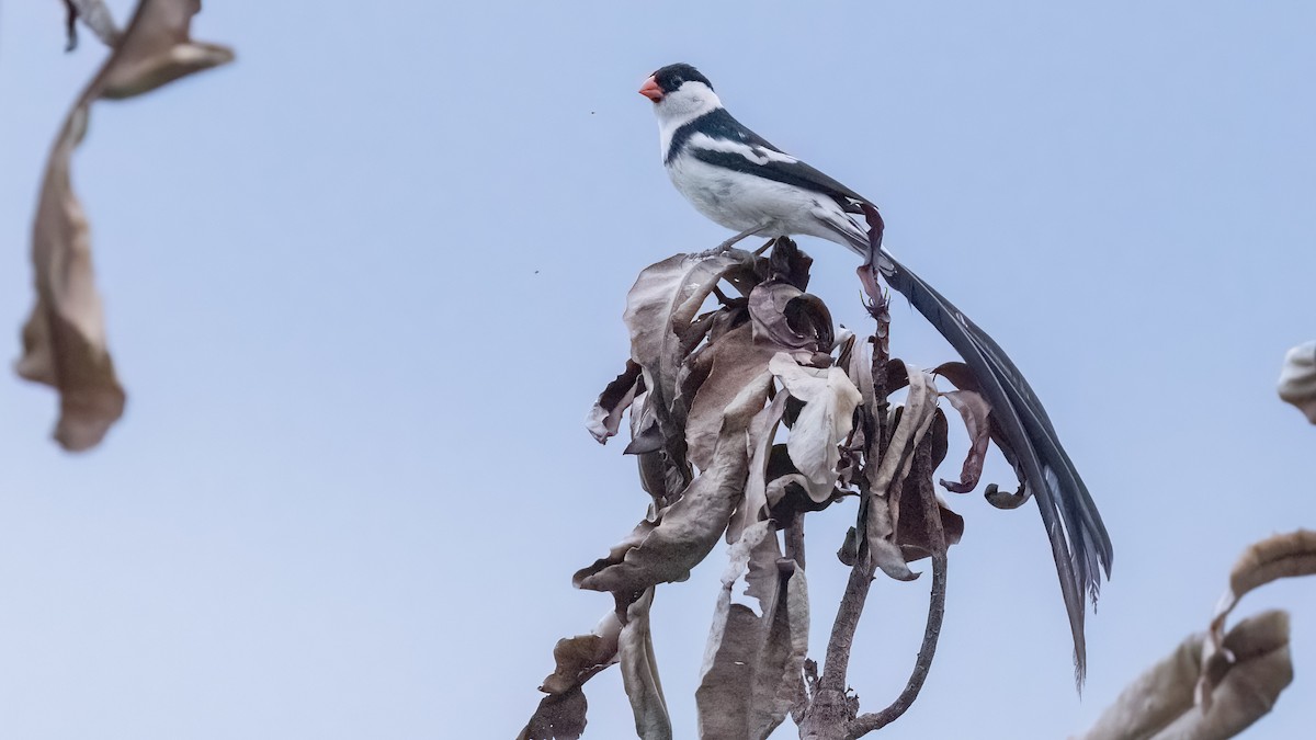 Pin-tailed Whydah - ML513423251