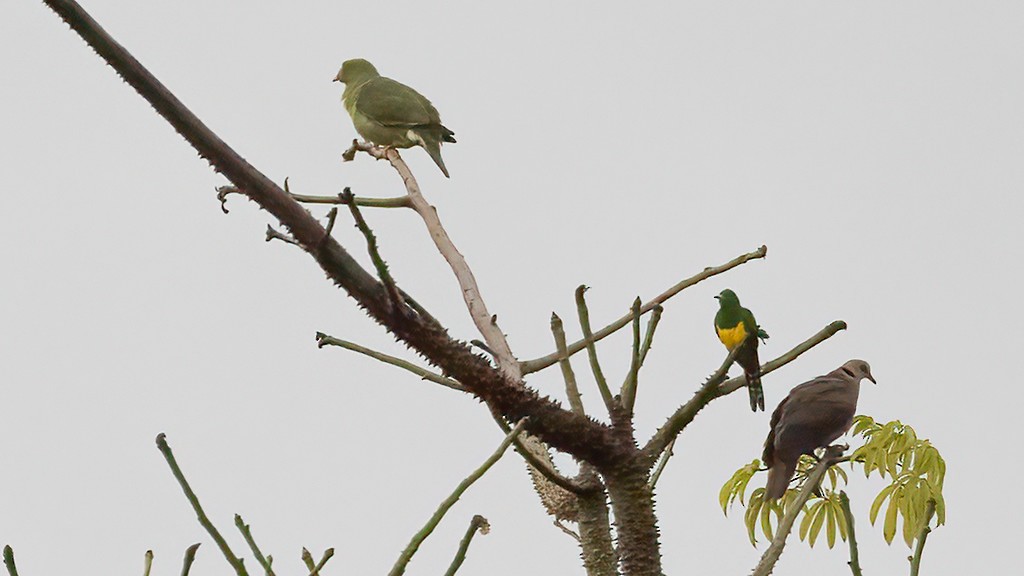 African Emerald Cuckoo - Robert Tizard