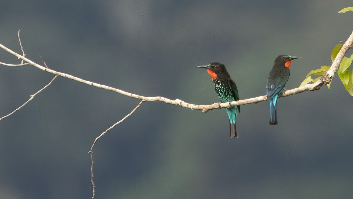 Black Bee-eater - Robert Tizard