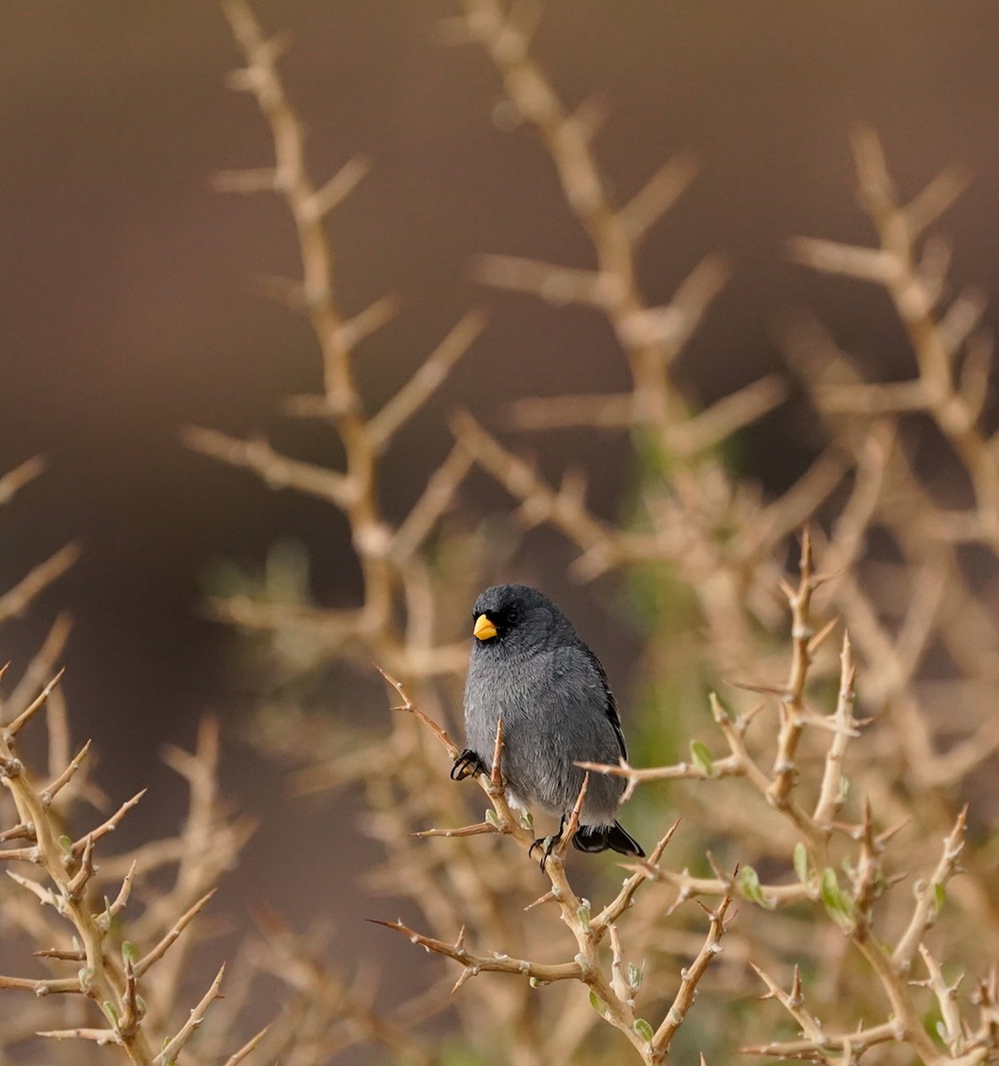 Band-tailed Seedeater - ML513427071