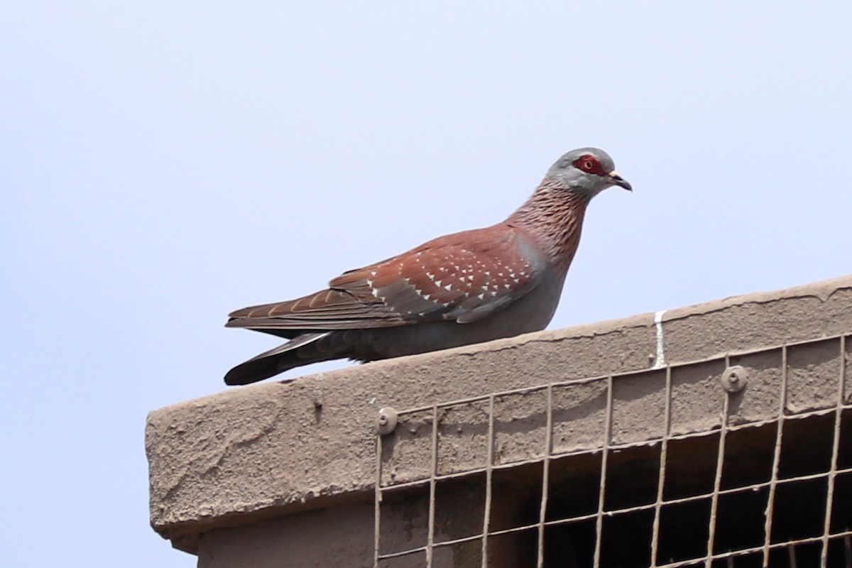 Speckled Pigeon - ML513429591