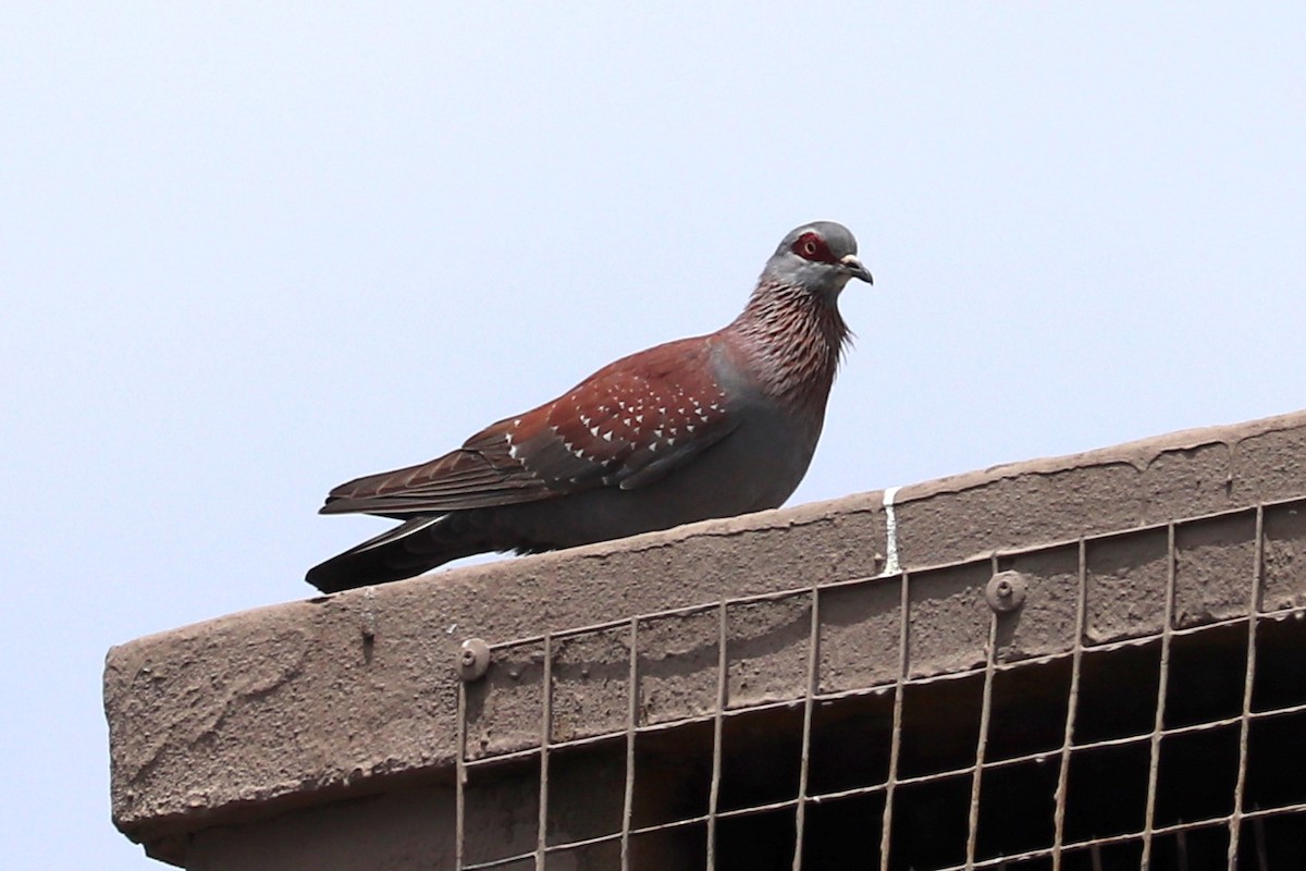 Speckled Pigeon - ML513429621