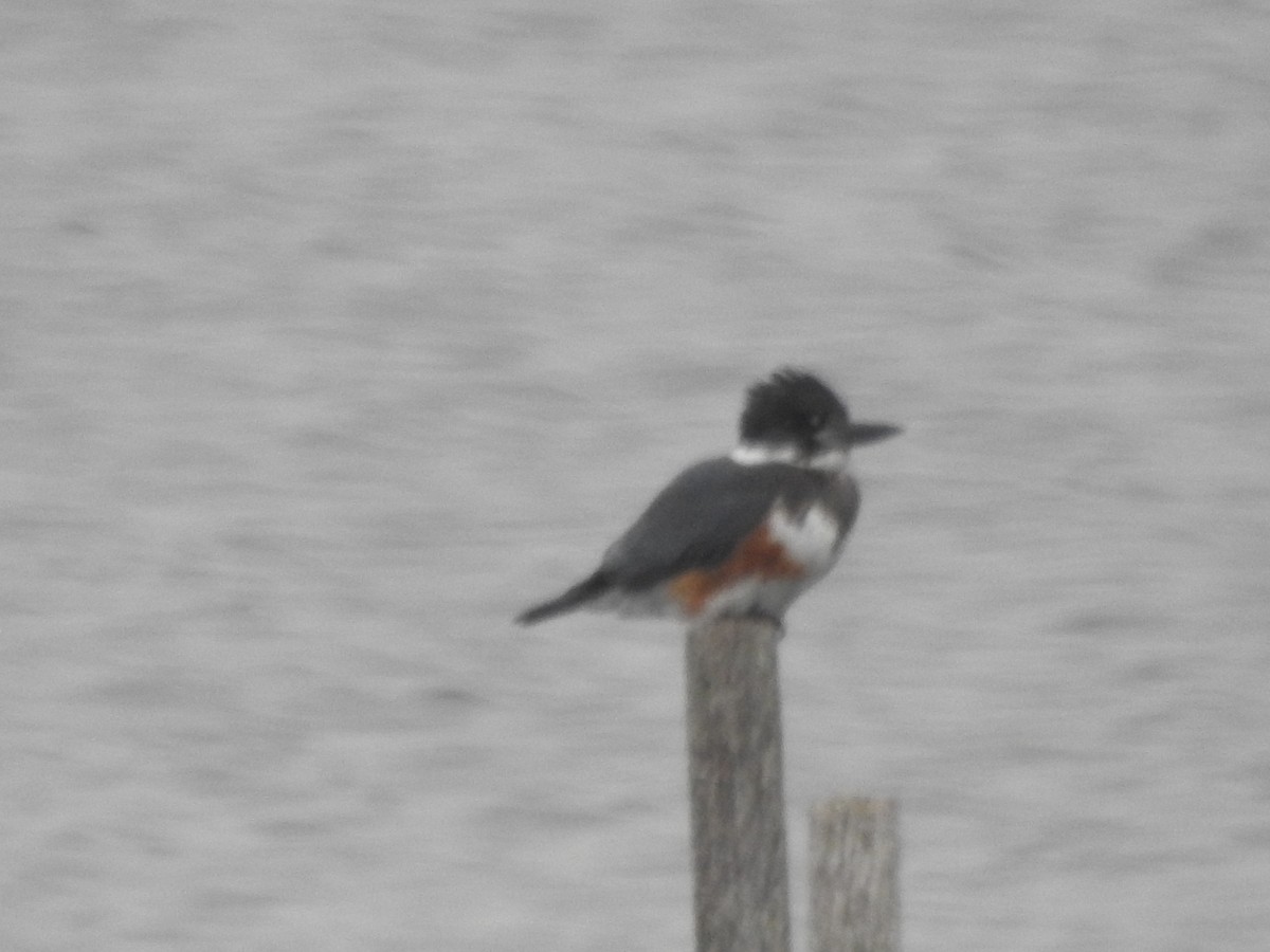 Belted Kingfisher - ML513436901