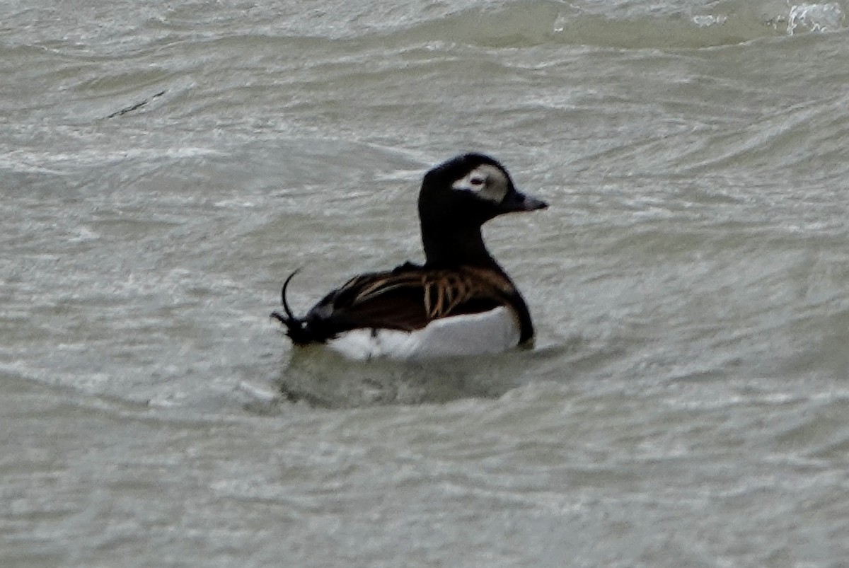 Long-tailed Duck - ML513439701