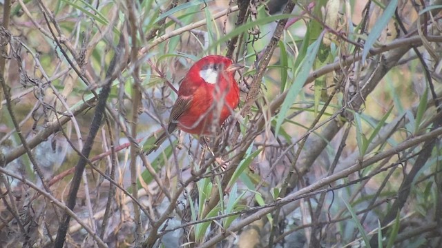 Red Warbler (White-cheeked) - ML513445901