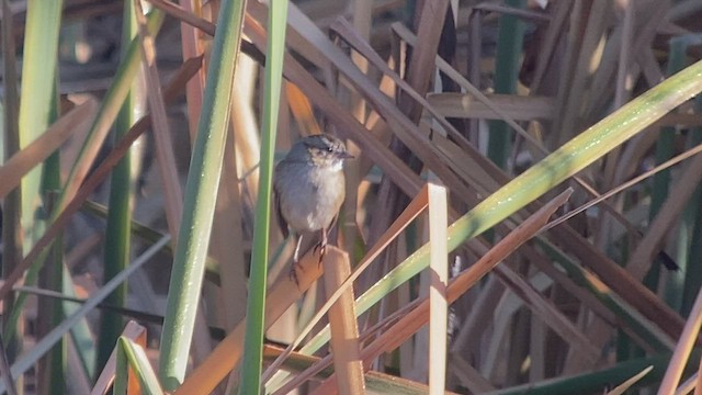 Swamp Sparrow - ML513446581