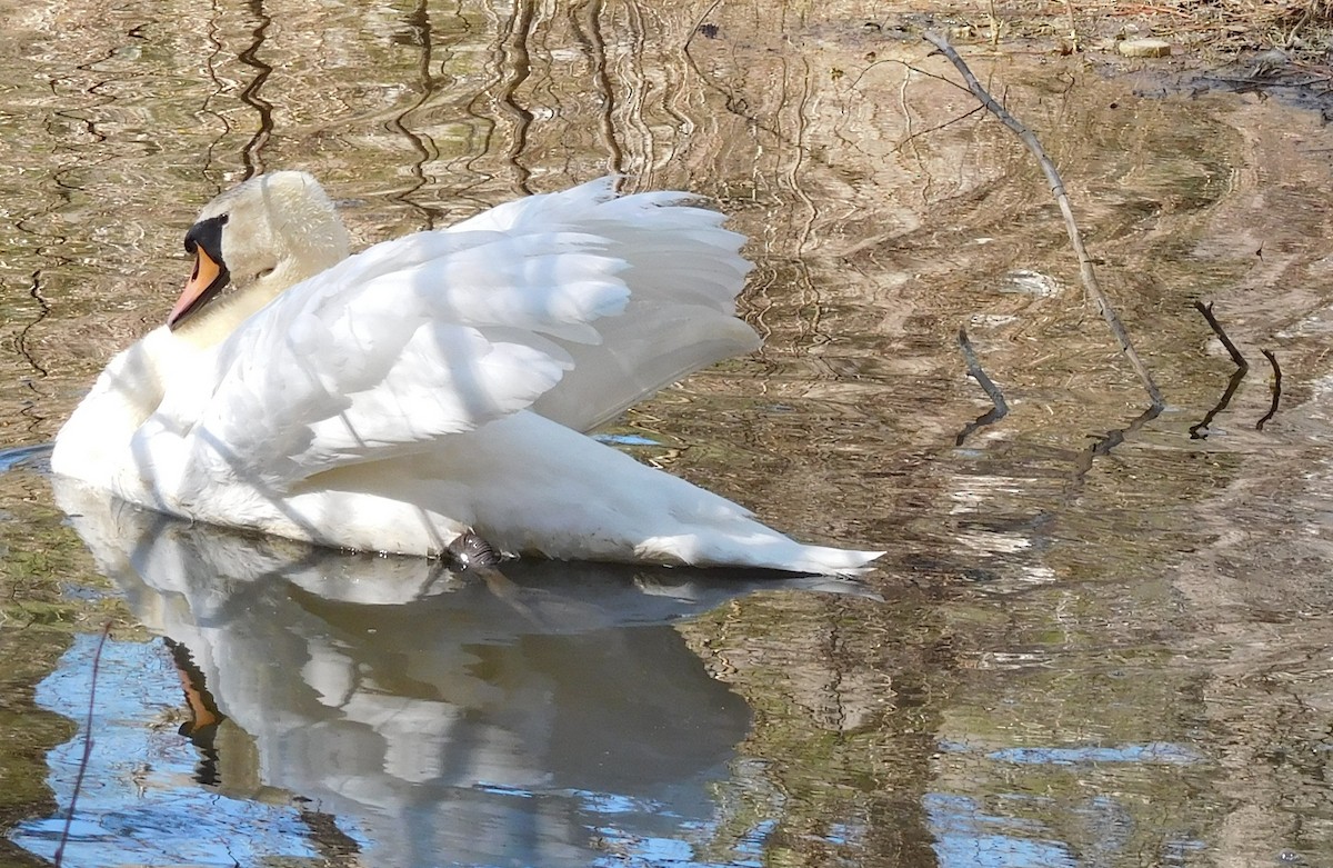 Mute Swan - LynnErla Beegle