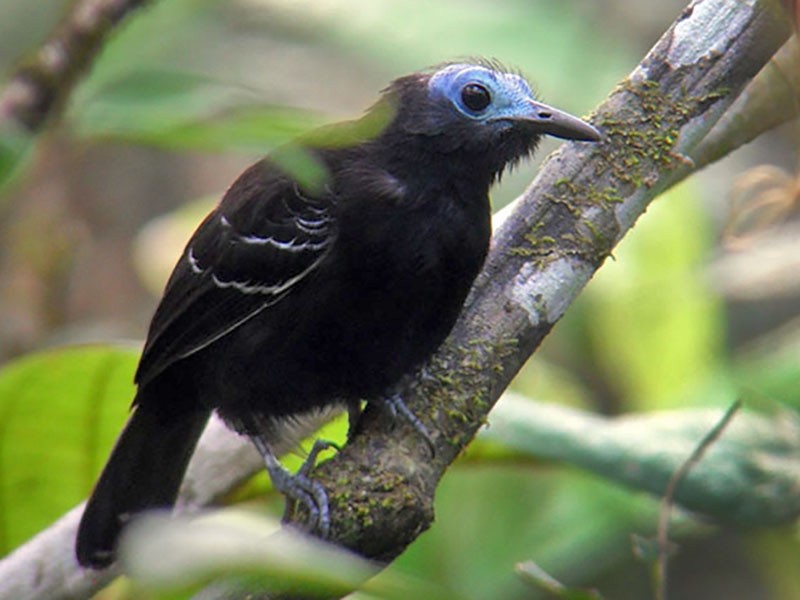 Bare-crowned Antbird - Euclides 